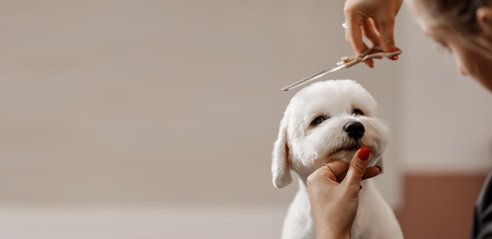 Peluquería canina en Teo