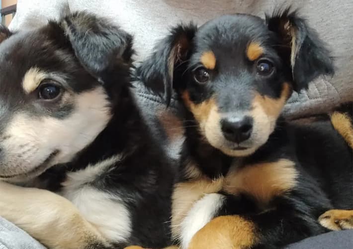 Peluquero de mascotas en Teo